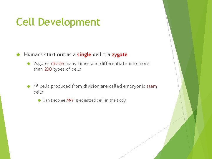 Cell Development Humans start out as a single cell = a zygote Zygotes divide