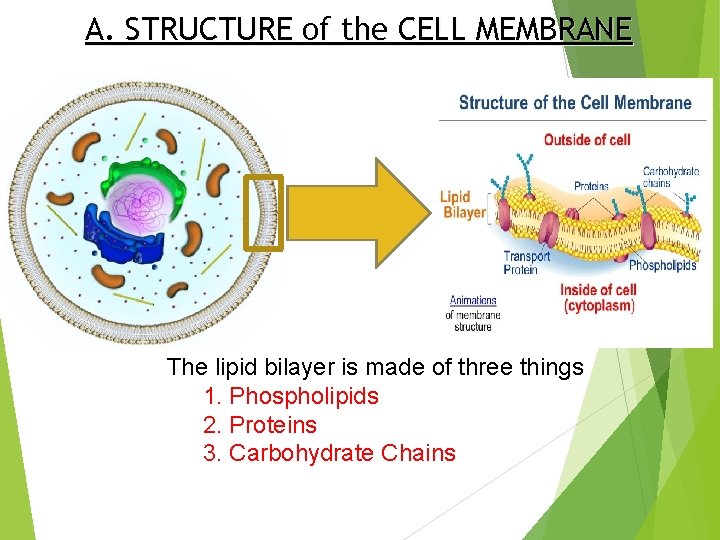 A. STRUCTURE of the CELL MEMBRANE The lipid bilayer is made of three things
