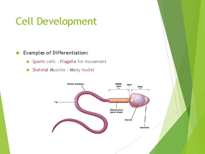 Cell Development Examples of Differentiation: Sperm cells – Flagella for movement Skeletal Muscles –