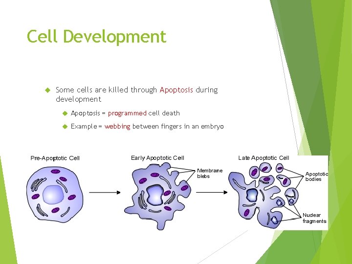 Cell Development Some cells are killed through Apoptosis during development Apoptosis = programmed cell