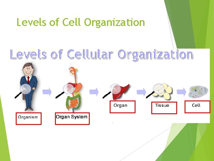 Levels of Cell Organization 