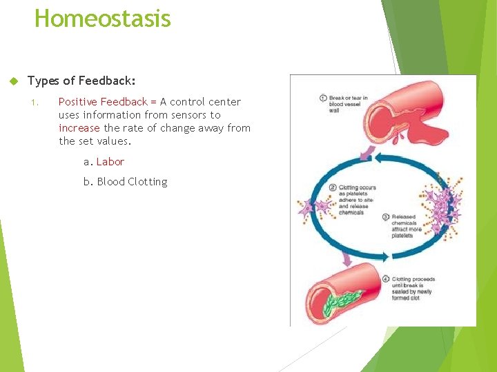 Homeostasis Types of Feedback: 1. Positive Feedback = A control center uses information from