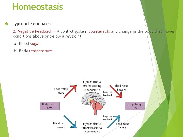 Homeostasis Types of Feedback: 2. Negative Feedback = A control system counteracts any change