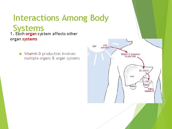 Interactions Among Body Systems 1. Each organ system affects other organ systems Vitamin D