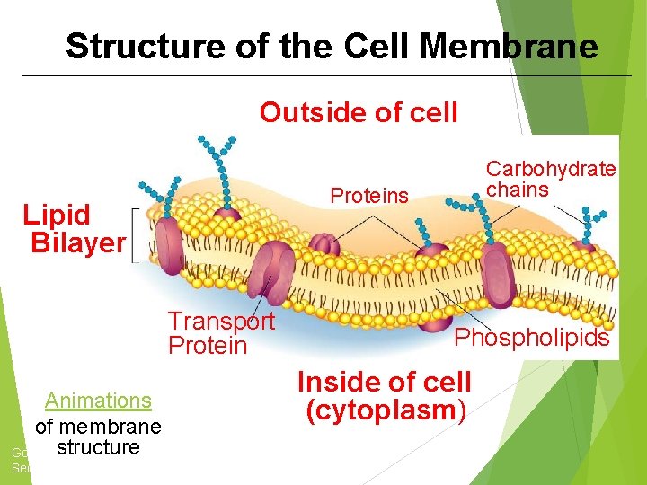Structure of the Cell Membrane Outside of cell Proteins Lipid Bilayer Transport Protein Animations