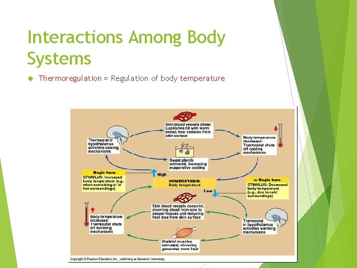 Interactions Among Body Systems Thermoregulation = Regulation of body temperature 