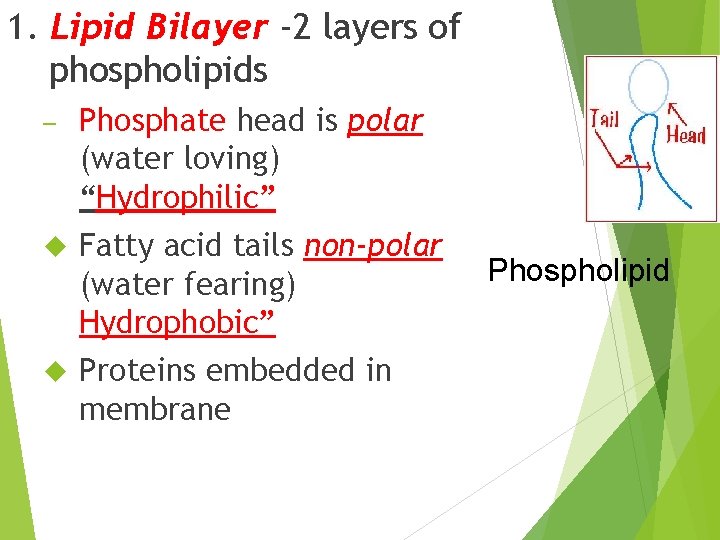 1. Lipid Bilayer -2 layers of phospholipids – Phosphate head is polar (water loving)