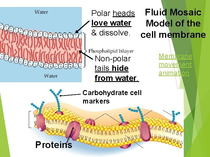 Polar heads Fluid Mosaic love water Model of the & dissolve. cell membrane Non-polar