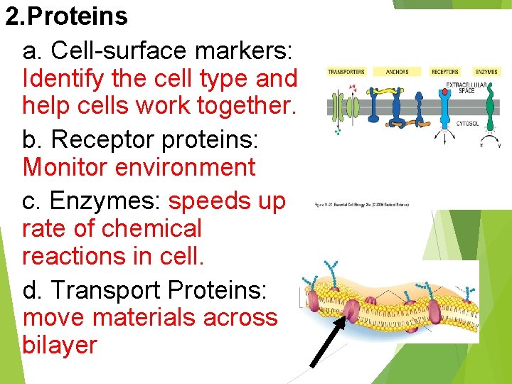 2. Proteins a. Cell-surface markers: Identify the cell type and help cells work together.
