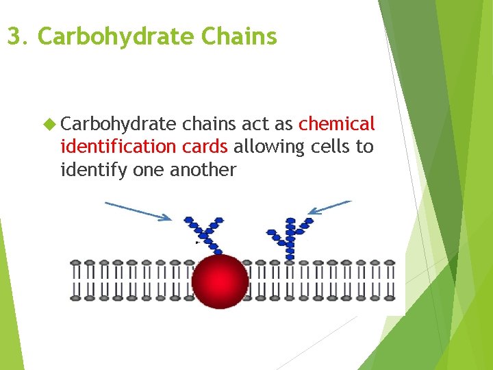 3. Carbohydrate Chains Carbohydrate chains act as chemical identification cards allowing cells to identify