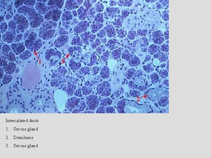 Intercalated ducts 1. Serous gland 2. Demilume 3. Serous gland 