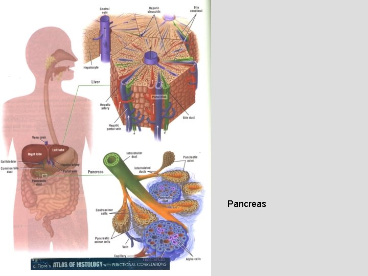 Pancreas 