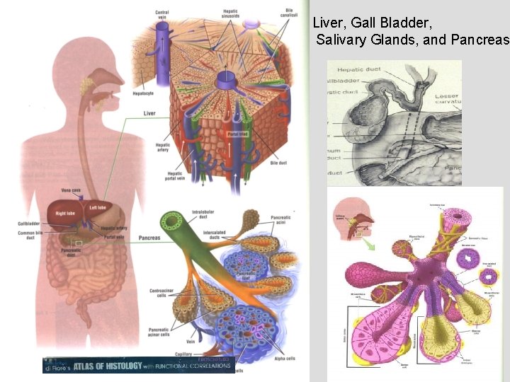 Liver, Gall Bladder, Salivary Glands, and Pancreas 