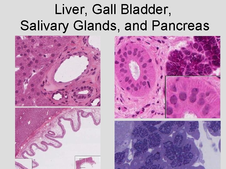 Liver, Gall Bladder, Salivary Glands, and Pancreas 