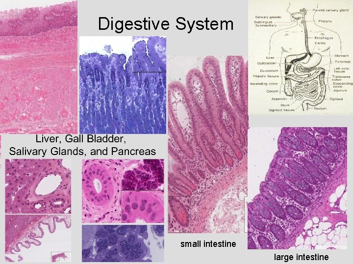 Digestive System esophagus stomach small intestine large intestine 