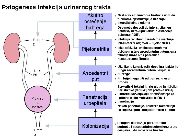 Patogeneza infekcija urinarnog trakta Akutno oštećenje bubrega Bubre zi Uret eri Mokrać na bešika