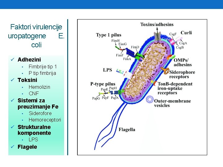 Faktori virulencije uropatogene E. coli ü Adhezini • Fimbrije tip 1 • P tip