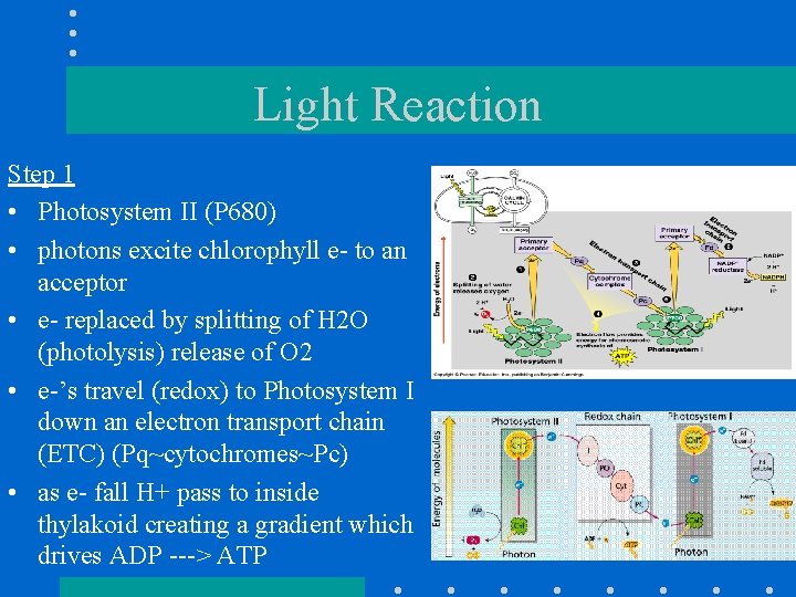 Light Reaction Step 1 • Photosystem II (P 680) • photons excite chlorophyll e-