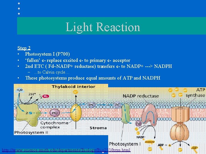 Light Reaction Step 2 • Photosystem I (P 700) • ‘fallen’ e- replace excited
