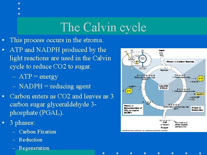 The Calvin cycle • This process occurs in the stroma. • ATP and NADPH