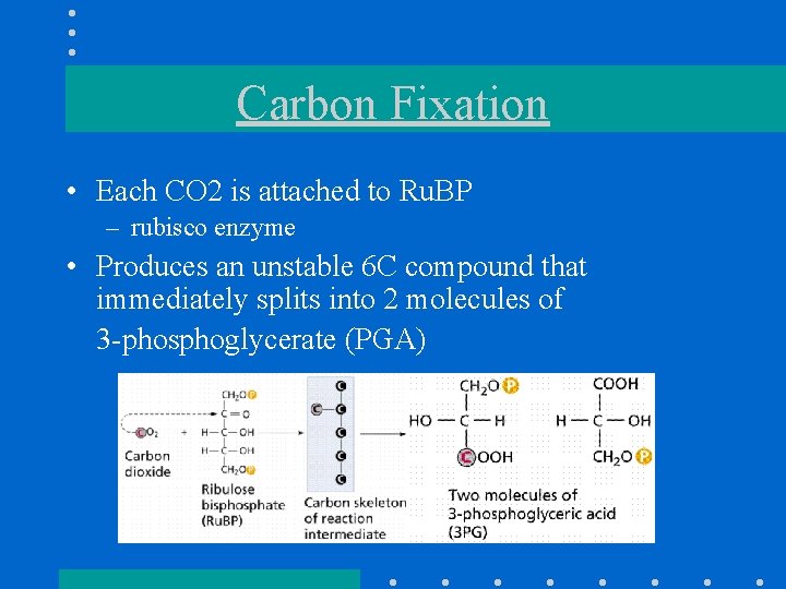Carbon Fixation • Each CO 2 is attached to Ru. BP – rubisco enzyme