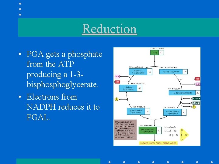 Reduction • PGA gets a phosphate from the ATP producing a 1 -3 bisphoglycerate.