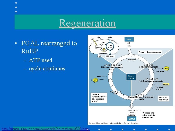 Regeneration • PGAL rearranged to Ru. BP – ATP used – cycle continues http:
