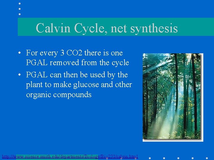 Calvin Cycle, net synthesis • For every 3 CO 2 there is one PGAL