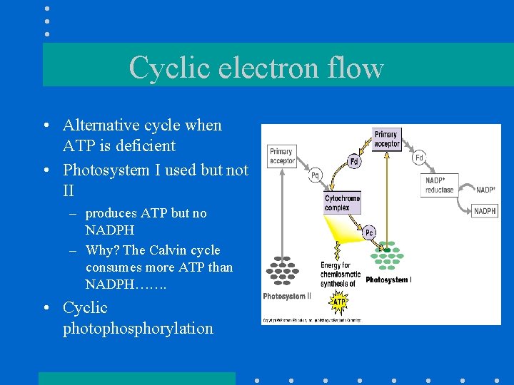 Cyclic electron flow • Alternative cycle when ATP is deficient • Photosystem I used