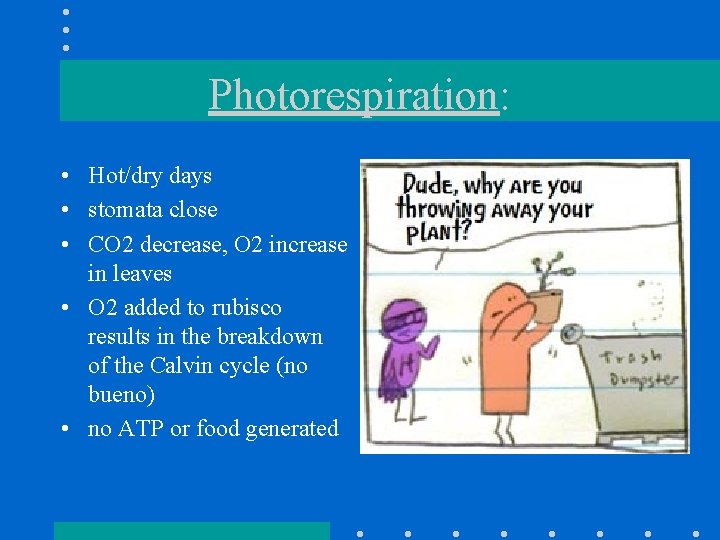 Photorespiration: • Hot/dry days • stomata close • CO 2 decrease, O 2 increase
