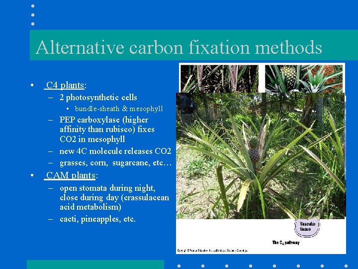 Alternative carbon fixation methods • C 4 plants: – 2 photosynthetic cells • bundle-sheath