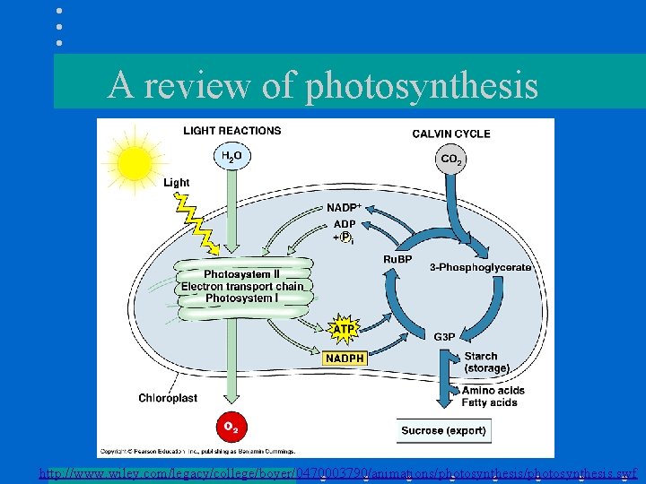 A review of photosynthesis http: //www. wiley. com/legacy/college/boyer/0470003790/animations/photosynthesis. swf 