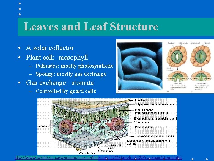 Leaves and Leaf Structure • A solar collector • Plant cell: mesophyll – Palisades:
