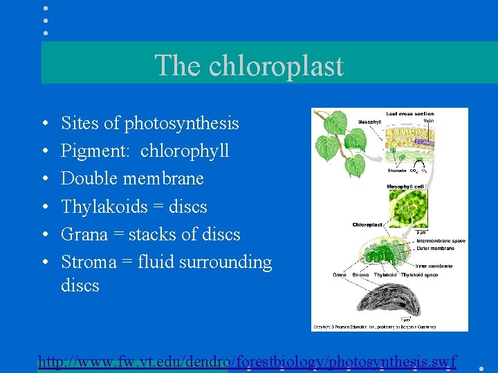 The chloroplast • • • Sites of photosynthesis Pigment: chlorophyll Double membrane Thylakoids =