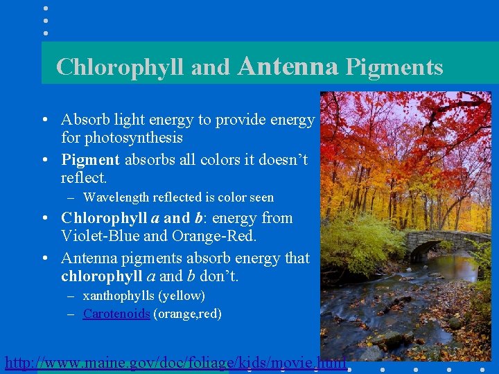 Chlorophyll and Antenna Pigments • Absorb light energy to provide energy for photosynthesis •