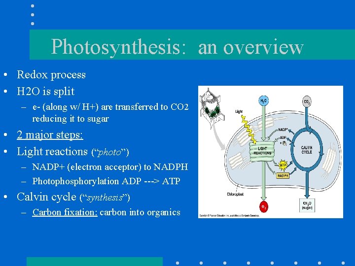 Photosynthesis: an overview • Redox process • H 2 O is split – e-