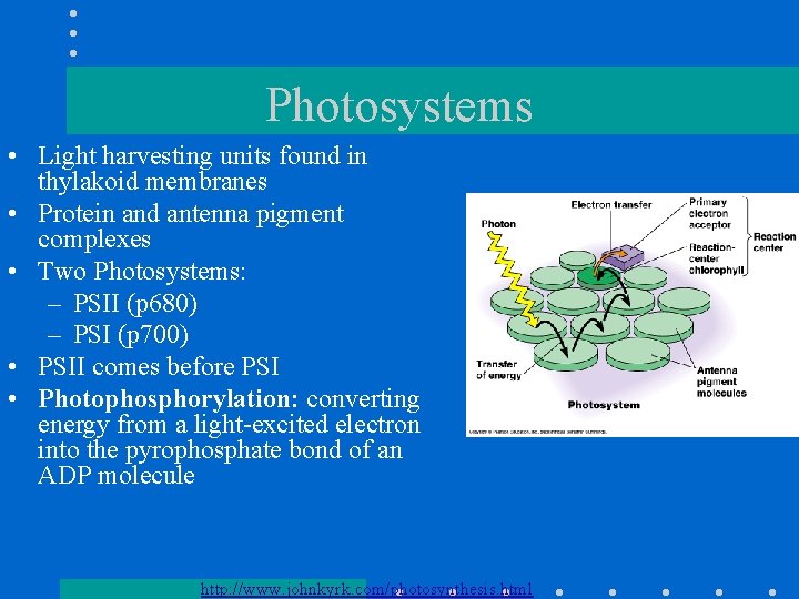 Photosystems • Light harvesting units found in thylakoid membranes • Protein and antenna pigment