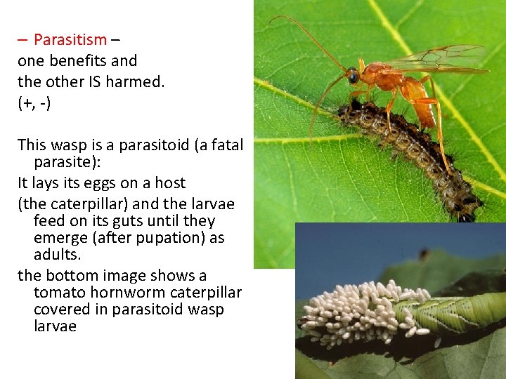 – Parasitism – one benefits and the other IS harmed. (+, -) This wasp