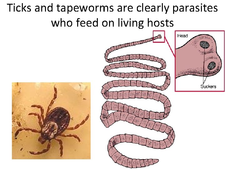 Ticks and tapeworms are clearly parasites who feed on living hosts 