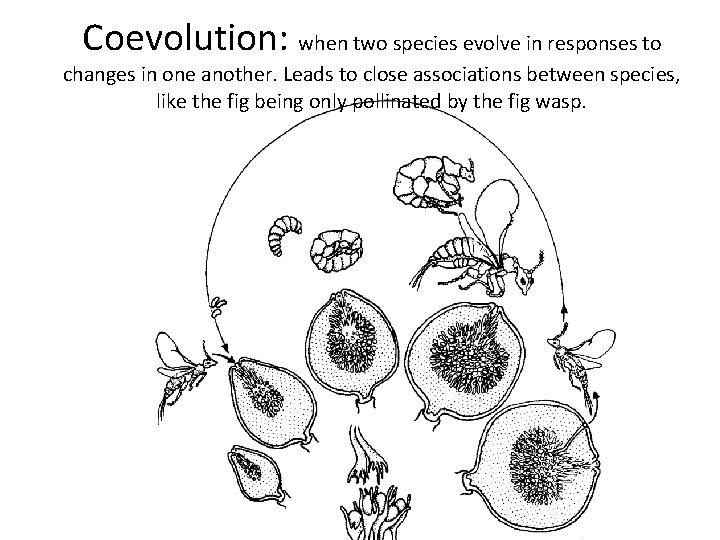 Coevolution: when two species evolve in responses to changes in one another. Leads to