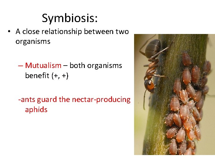 Symbiosis: • A close relationship between two organisms – Mutualism – both organisms benefit