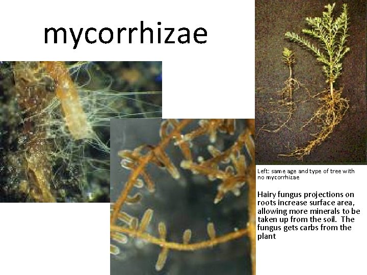 mycorrhizae Left: same age and type of tree with no mycorrhizae Hairy fungus projections