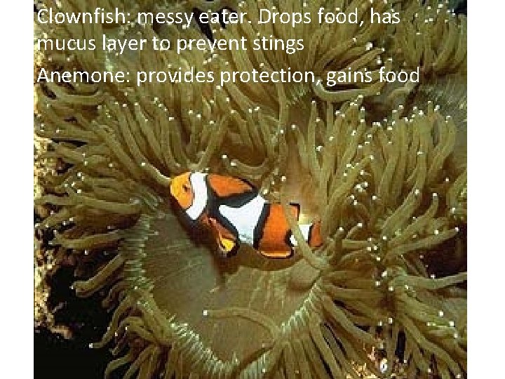  • Clownfish: messy eater. Drops food, has mucus layer to prevent stings •