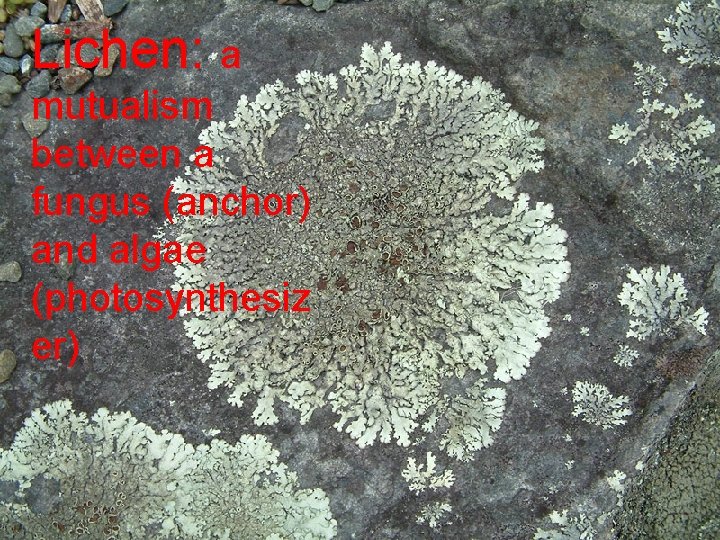 Lichen: a mutualism between a fungus (anchor) and algae (photosynthesiz er) 