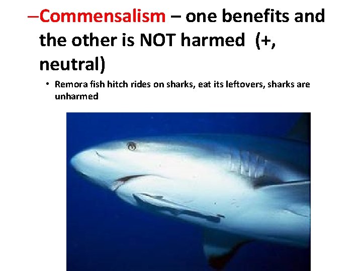 –Commensalism – one benefits and the other is NOT harmed (+, neutral) • Remora