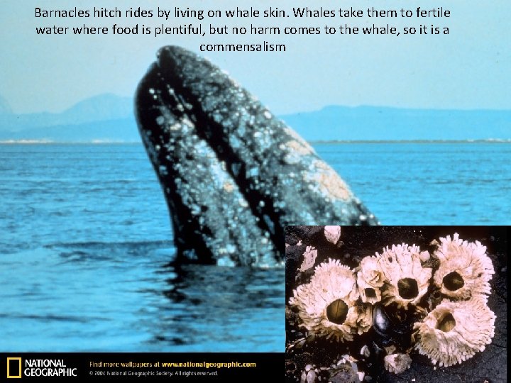 Barnacles hitch rides by living on whale skin. Whales take them to fertile water