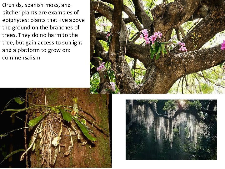 Orchids, spanish moss, and pitcher plants are examples of epiphytes: plants that live above