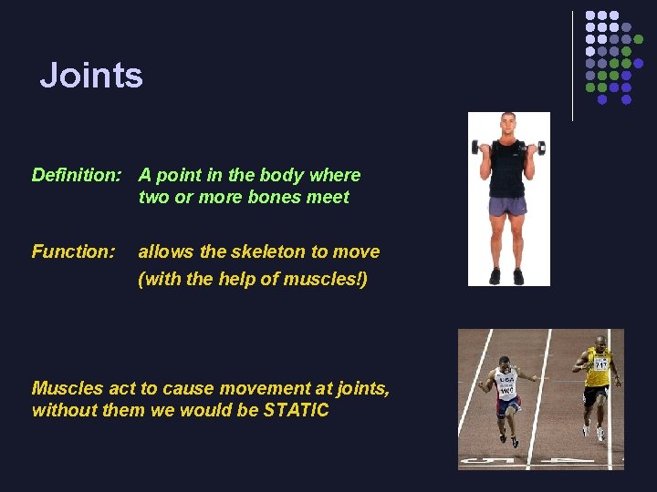 Joints Definition: A point in the body where two or more bones meet Function: