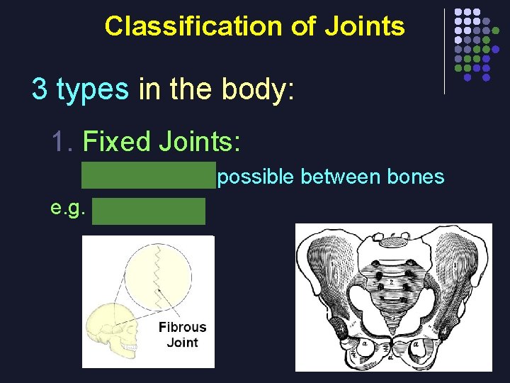 Classification of Joints 3 types in the body: 1. Fixed Joints: no movement possible