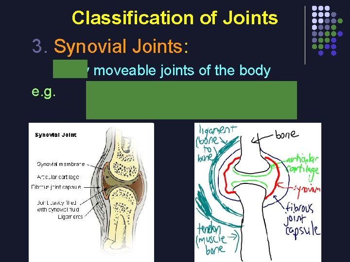 Classification of Joints 3. Synovial Joints: freely moveable joints of the body e. g.